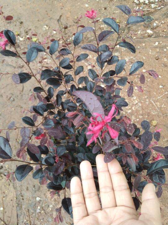 ต้นหงส์ฟู่-chinese-fringe-flower-chinese-witch-hazel-loropetalum-ไม้พุ่ม-นิยมปลูกเป็นไม้กระถาง-ชาวจีนนิยมปลูกเป็นบอนไซ-ไม้กลางแจ้ง-กระถาง11นิ้ว-สูงประมาณ30-50cm