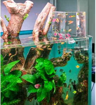 Big Rocks For Aquarium - Best Price In Singapore - Jun 2023 | Lazada.Sg