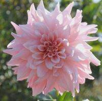 1 หัว/ออเดอร์ รักเร่ Dahlia Bulb สายพันธุ์ Brigth Pink หัวรักเร่ ดอกไม้ หัวหน่อ นำเข้า เหง้า เนเธอร์แลน หัวสดใหม่