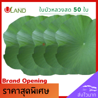 Uland ใบบัวหลวงสด จำนวน 50 ใบ ขนาด 50 เซนติเมตรขึ้นไป ใบบัวสด ใบบัวใส่อาหาร ใบบัวสวยงาม ใบบัวรองอาหาร