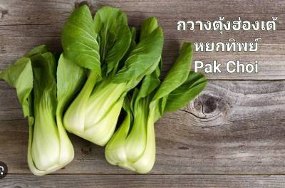 กวางตุ้งฮ่องเต้หยกทิพย์ Pak Choi Seeds กวางตุ้ง เมล็ดพันธุ์กวางตุ้งฮ่องงเต้หยกทิพย์ บรรจุ 50 เมล็ด