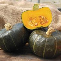 เมล็ดพันธุ์ ฟักทองบัตเตอร์คัพ (Burgess Buttercup Squash Seed) บรรจุ 20 เมล็ด คุณภาพดี ราคาถูก ของแท้ 100%