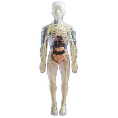 Anatomy Model For Kids 3D Human Body Toy Realistic Soft Human Body Anatomy Model Science And Education Toys Removable Organ Bone Ages 4 For Boy convenient