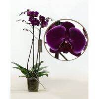 35 เมล็ดพันธุ์ เมล็ดกล้วยไม้ ฟาแลนนอปซิส (Phalaenopsis Orchids) Orchid flower seed. อัตราการงอกสูง 80-85%