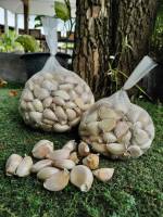 Garlic, sheep, Chinese cloves, 1 kg