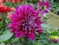 1 หน่อ เหง้า รักเร่ Dahlia Bulb สายพันธุ์ Dah. Doitung Pretty หัวรักเร่ ดอกไม้ หัวหน่อ นำเข้า เหง้า เนเธอร์แลน หัวสดใหม่