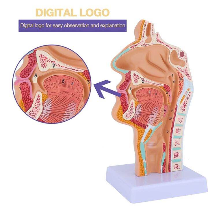 nasal-cavity-throat-anatomy-model-human-anatomical-pharynx-larynx-model-for-students-study-display-teaching