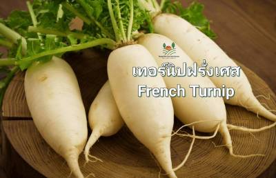 เทอร์นิป เมล็ดพันธุ์เทอร์นิปฝรั่งเศส Turnip Seed  10 บาท