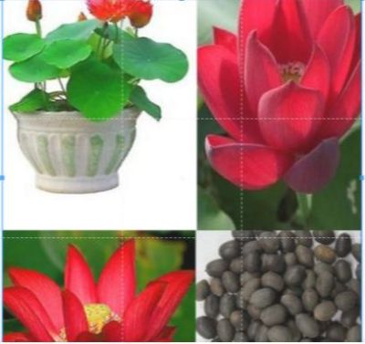 5 เมล็ดบัว ดอกสีแดง เข้ม ดอกใหญ่ ของแท้ 100% เมล็ดพันธุ์บัวดอกบัว ปลูกบัว เม็ดบัว สวนบัว บัวอ่าง Lotus seeds.