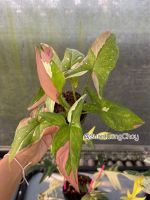 Syngonium Red Spot Tricolor (เงินไหลมาด่างสามสี)