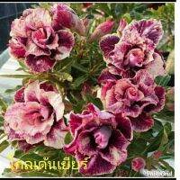 11 เมล็ด เมล็ดพันธุ์ Home Seed  ชวนชม สายพันธุ์ไต้หวัน ดอกสีม่วง Adenium Seeds กุหลาบทะเลทราย Desert Rose ราชินีบอนไซ อัตรางอกสูง 80-90% มีคู่มือปลูก