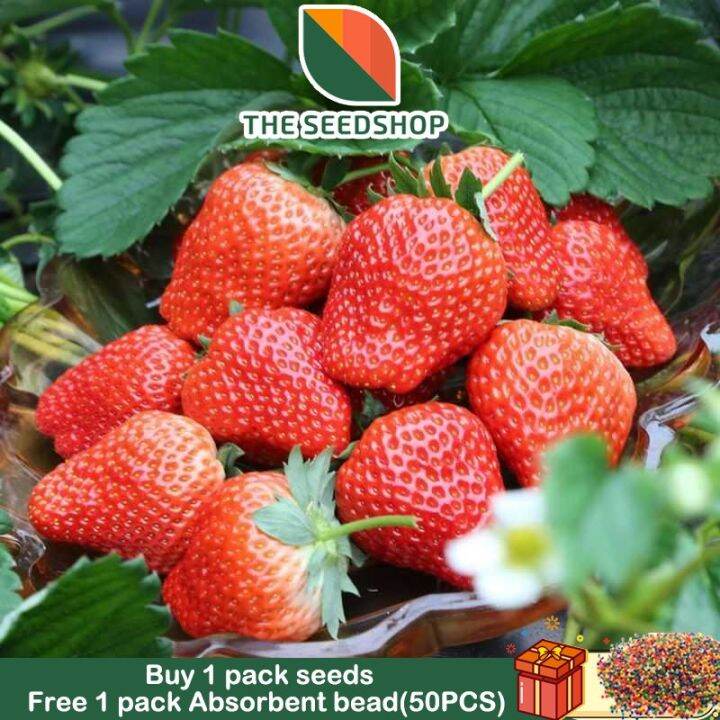 100pcs Sweet Strawberry Seeds Hybrid Bonsai Fruit Tree Seeds for