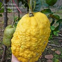 กิ่งตอนมะนาวยักษ์ ??" ซิตรอน พันธุ์ ดราก้อนญี่ปุ่น ?? ( Japanese Dragon Citron )( กิ่งตอน / สูงประมาณ 60 ซม.)