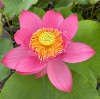 5 เมล็ดพันธุ์ บัว สายพันธุ์ Beijing Temple Of Heaven Lotus สีชมพู เพาะปลูกและเก็บเมล็ดในไทย ขยายพันธุ์ในไทยได้ สายพันธุ์นิยมปลูกในอเมริกา