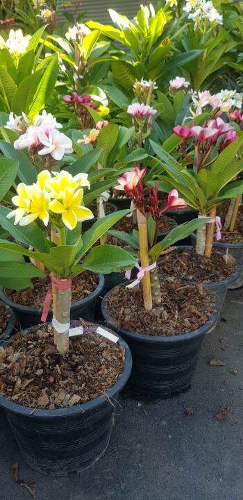 30-เมล็ดพันธุ์-เมล็ด-ลั่นทม-หรือ-ลีลาวดี-สายพันธุ์แคระ-frangipani-plumeria-seed-นำเข้าจากฮาวาย-อัตราการงอกสูง-70-80