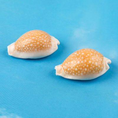 （READYSTOCK ）🚀 First Snow Cowrie Natural Rare Conch Shell Home Decoration Creative Collection Specimen Fish Tank Scenery Decoration Gift YY