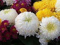 ขายส่ง 100 เมล็ด เมล็ดดอกเบญจมาศ Chrysanthemum คริสแซนติมั่ม ดอกมัม แทนซี่ ดอกเบญจทรัพย์ ดอกเก็กฮวยขาว เบญจมาศสวน เบญจมาศหนู ดอกขี้ไก่