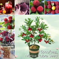 *ขายเมล็ดพันธุ์/ประเทศไทยพร้อมสต็อก*15เมล็ด เมล็ดพันธุ์ ยัมเบอร์รี่ Myrica Rubra Seed Fruit Seeds for Planting ต้นไม้ผลกินได้ เมล็ดพันธุ์ ต้นผลไม้ ต้นไม้ ต้นไม้มงคล พันธุ์ไม้ผล ต้นไม้จริง บอนไซ ต้นไม้แคระ Plants ต้นบอนสี ต้นพันธุ์ผลไม้ เมล็ดพันธุ์ผลไม้