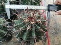 ?? เฟโรเล็บเหยี่ยว  ??  Ferocactus peninsulae  ขนาด 14 ซม. ไม้เมล็ด ต้นกระบองเพชร ต้นแคคตัส (แคคตัส กระบองเพชร)