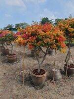 Paper flower, Bougainvillea ต้นเฟื่องฟ้า พวงมณี 3สี ไม้ดัดในกระถาง 10นิ้ว พุ่มสวย  ดัดเป็นพุ่มทรงกลม เฟื่องฟ้า เป็นพรรณไม้ที่สามารถสร้างคุณค่าของชีวิตให้สูงขึ้น และเมื่อดอกเฟื่องฟ้าบาน เชื่อว่าจะแสดงถึงชีวิตที่สดใสเบิกบาน สว่าง รุ่งเรือง และความก้าวไกล