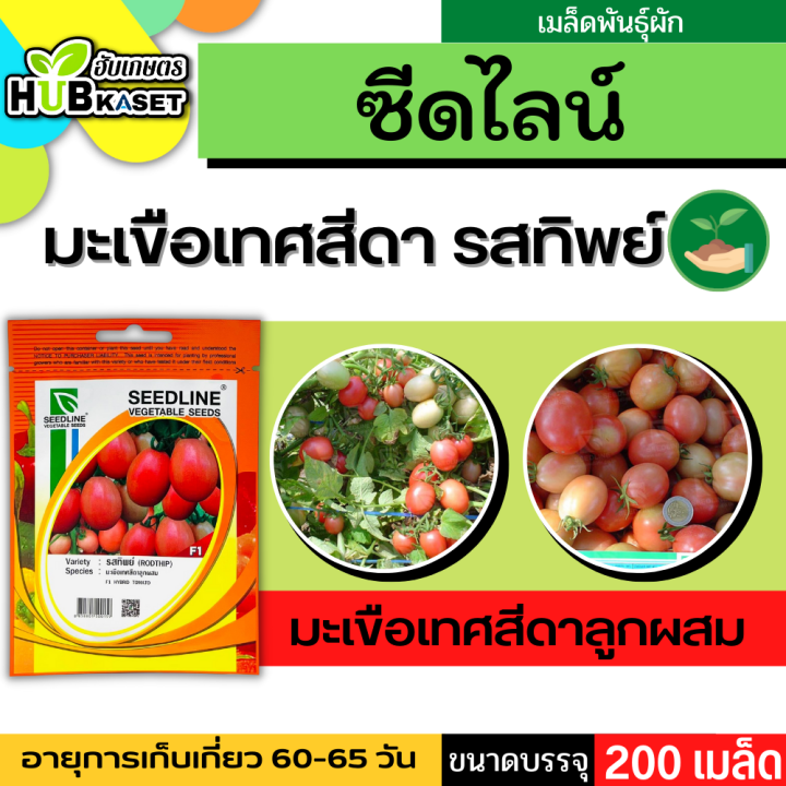 ซีดไลน์ 🇹🇭 มะเขือเทศสีดาลูกผสม รสทิพย์ ขนาดบรรจุประมาณ 200 เมล็ด อายุเก็บเกี่ยว 60-65 วัน