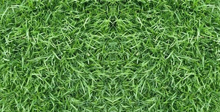 ขายส่ง-เมล็ดหญ้าญี่ปุ่น-japanese-lawn-grass-หญ้าปูสนาม-สนามหญ้า-พืชตระกูลหญ้า-เมล็ดพันธ์หญ้า-ชนิดหญ้า-สนามหญ้าและสวน-500-กรัม
