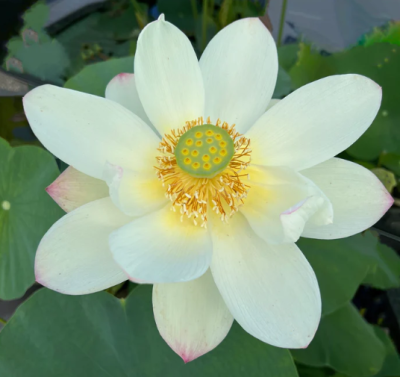 5 เมล็ด บัวนอก บัวนำเข้า บัวสายพันธุ์ Beauty Gui Lotus สีขาว สวยงาม ปลูกในสภาพอากาศประเทศไทยได้ ขยายพันธุ์ง่าย เมล็ดสด