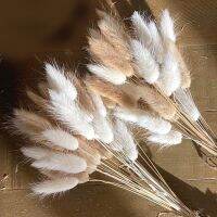 【CC】 50Pcs Lagurus Tails Pampas Dried Flowers Bouquet for Boho Table Decoration