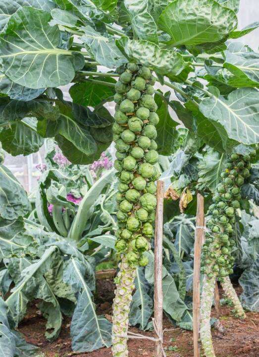 กะหล่ำดาว-เมล็ดพันธุ์กะหล่ำดาวบรัสเซล-brussel-sprouts-seeds-บรรจุ-10-เมล็ด