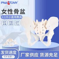 Female pelvic model 1 female pelvic joints show pubic bone structure of gynecology and obstetrics teaching AIDS of the sacrum bone anatomy