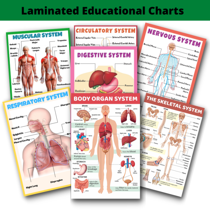 Laminated Digestive System, Muscular System, Skeletal System, Nervous ...