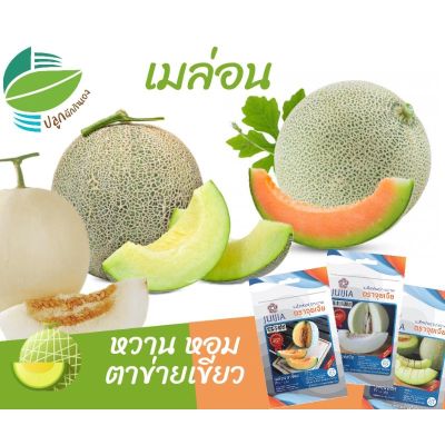 HOT** เมล็ดพันธุ์ เมล่อน มาชิตะ นำเข้าจากเกาหลีใต้ 15 เมล็ด #melon #แคนตาลูป #Cantaloupe  #เมลอน ส่งด่วน พรรณ ไม้ น้ำ พรรณ ไม้ ทุก ชนิด พรรณ ไม้ น้ำ สวยงาม พรรณ ไม้ มงคล