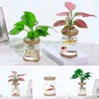 hot【cw】 Pot Hydroponic Vases Transparent Soilless Pots Indoor Table Desktop