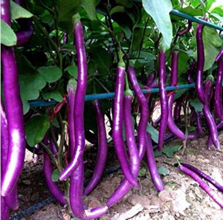 มะเขือยาว-aubergine-long-eggplants-seeds-มะเขือยาวลูกผสม-มะเขือยาวม่วงลิงมังกี้-มะเขือยาวฟาร์มเมอร์ลอง-มะเขือยาวซาไก-มะเขือยาว