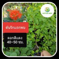 ต้นรักเเรกพบ 45-50 ซม. รักเเรกพบ ไม้มงคล