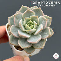 Graptoveria Titubans ไม้อวบน้ำ กุหลาบหิน Cactus&amp;Succulent