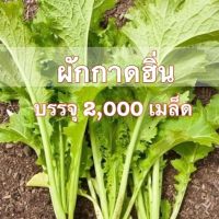 ผักกาด เขียวน้อย ผักกาดหิ่น ผักวาซาบิ (Mustrad Green)​ 2,000 เมล็ด