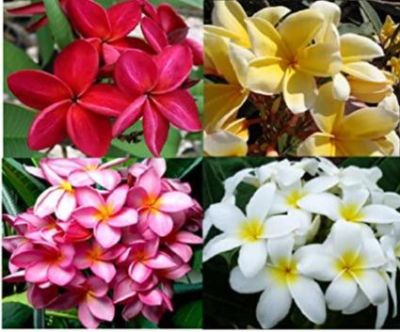 30 เมล็ดพันธุ์ เมล็ด ลั่นทม หรือ ลีลาวดี สายพันธุ์แคระ Frangipani Plumeria Seed นำเข้าจากฮาวาย อัตราการงอกสูง 70-80%