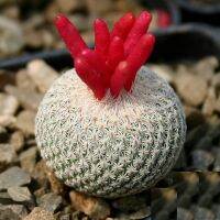 ( Pro+++ ) สุดคุ้ม (yuesj)เพชร แคคตัส cactus Epithelantha micromeris (Engelm) Britton &amp; Rose Seedingไม้เมล็ด 2.3-3.0cm ราคาคุ้มค่า พรรณ ไม้ น้ำ พรรณ ไม้ ทุก ชนิด พรรณ ไม้ น้ำ สวยงาม พรรณ ไม้ มงคล