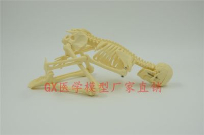 GX body small bones model 45 85 cm movable medical teaching new stent skeleton frame beige