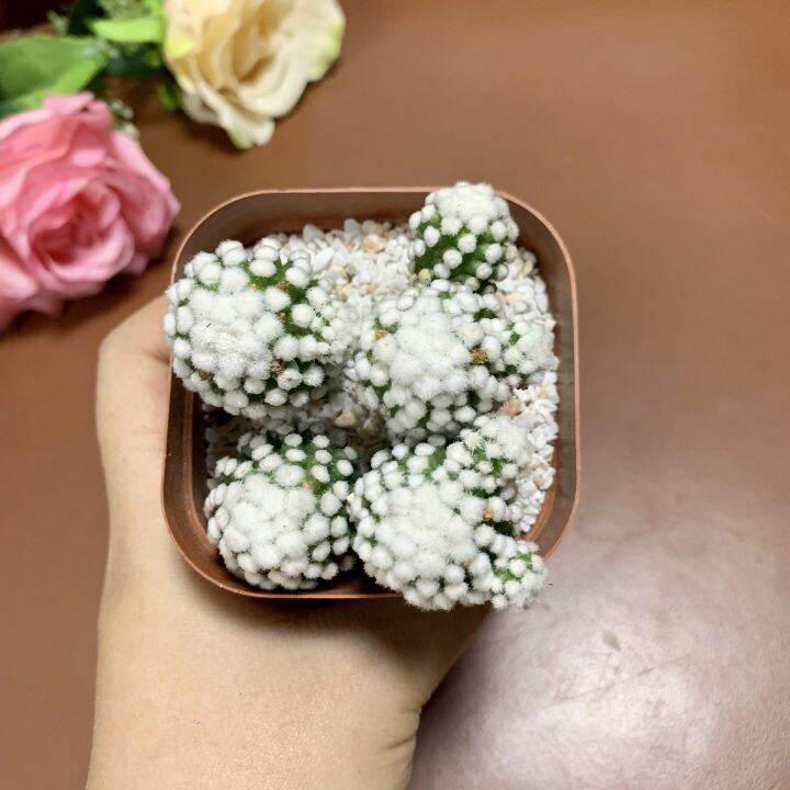 plants-center-พร้อมส่ง-กระบองเพชรไม้ลำ-แคคตัส-cactus-แคคตัส-กระบองเพชร-ไม้กอ-ฟอร์มกอ-mammillaria-gracilis-cv-oruga-8-9cm