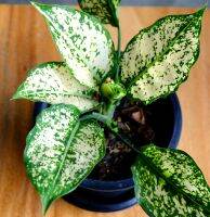 Aglaonema white in 6" pot อโกลนีม่า ต้นอัญมณีเงิน อัญมณีขาว ไม้ฟอกอากาศ ไม้ประดับ กระถาง 6" นิ้ว สวยๆ ค่ะ เลี้ยงในบ้านได้ พร้อมดินอย่างดี