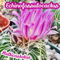 [คลื่นสมอง มัลติคอสเตตัส] Echinofossulocactus Multicostatus ส่งพร้อมกระถาง แคคตัส Cactus Succulent Haworthia Euphorbia ไม้หายาก พืชอวบน้ำ พืชทะเลทราย พืชทนแล้ง