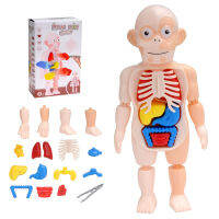 หุ่นจำลอง หุ่นจำลองร่างกายมนุษย์ หุ่นจำลองอวัยวะภายใน Human Body Toy เสริมทักษะ สร้างการเรียนรู้