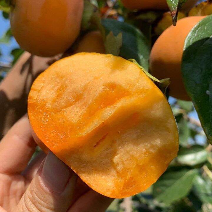 พลับเกาหลี1kg-ลูกใหญ่xxl-korean-persimmon