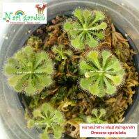 ต้นหยาดน้ำค้าง Drosera Spatulata (พันธุ์ สปาตูลาต้า) (ส่งทั้งกระถาง 3 นิ้ว) พืชดักจับแมลง น้ำหยาดเยื้ม สวยงาม ชอบความชื้นมาก