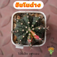 Beepees003 ยิมโนด่าง ไม้เมล็ด Gymnocalycium แคคตัส กระบองเพชร cactus&amp;succulent ขนาด 4 ซม.