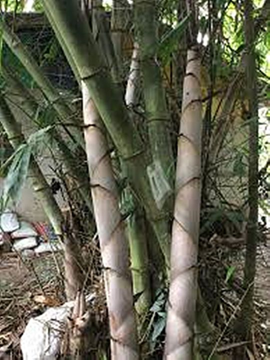 ขายส่ง-100-เมล็ด-เมล็ดไผ่หกยักษ์-the-giant-bamboo-มีชื่อเรียกอย่างอื่นว่า-หว่าซึ-ไผ่นวลใหญ่-ไผ่โป-ไผ่ยักษ์-bamboo-seeds-ไผ่-วงศ์หญ้า-ไม้ไม่ผลัด