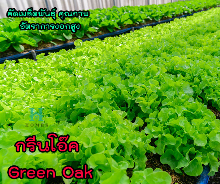 เมล็ดพันธุ์ผักสลัด-กรีนโอ๊ค-green-oak-ผักสลัด-ผักไฮโดรโปนิกส์-homes