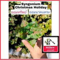 Nadthida Syngonium Christmas Holiday ออมทรัพย์ หรือ ออมนาคเเคระ syngonuim Nadtida ต้นไม้ตายระหว่างขนส่ง เคลมฟรี